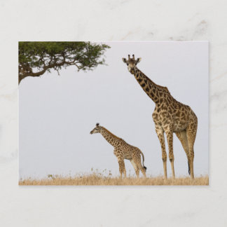 Cartão Postal Girafas