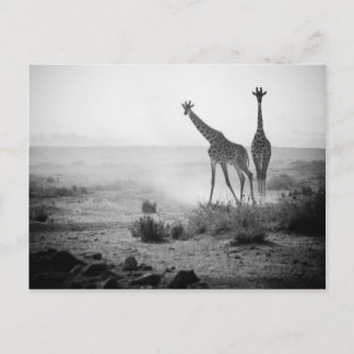 Cartão Postal Girafas