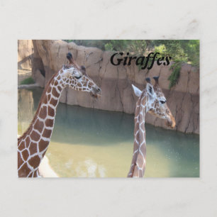 Cartão Postal Girafas # 2