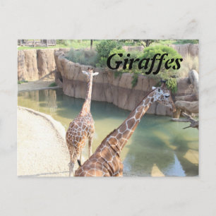 Cartão Postal Girafas # 5