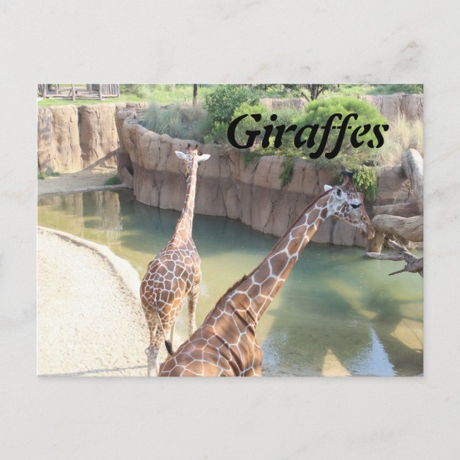 Cartão Postal Girafas # 5 (Frente)