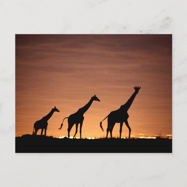 Cartão Postal Girafas aos domingos (Frente)