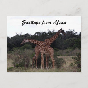 Cartão Postal girafas cruzam saudações