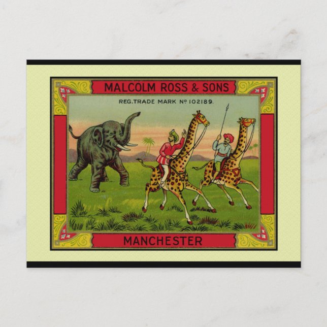 Cartão Postal Girafas e elefante (Frente)