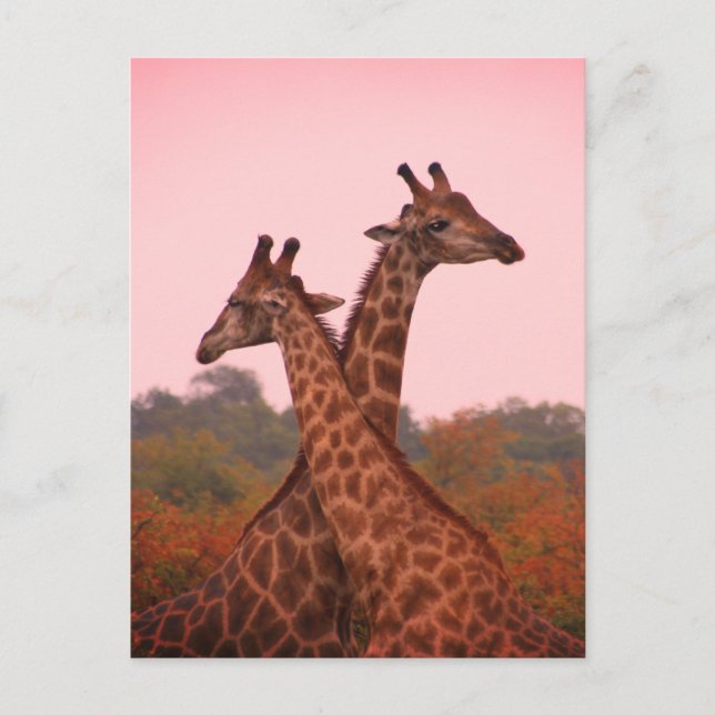 Cartão Postal Girafas em pé em mopani com céu rosa (Frente)