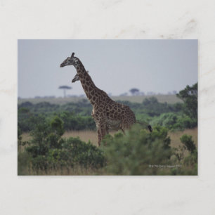 Cartão Postal Girafas na África