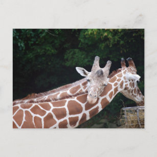 Cartão Postal girafas que friccionam os pescoços