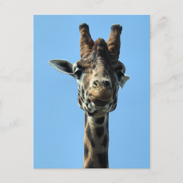 CARTÃO POSTAL GIRAFFE (Frente)