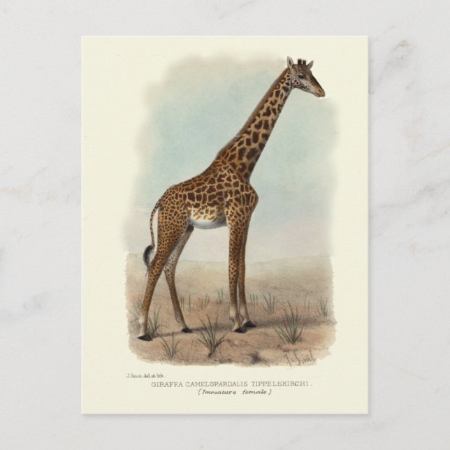 CARTÃO POSTAL GIRAFFE (Frente)