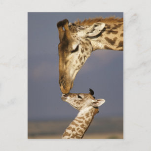 Cartão Postal Giraffe beijando bebê girafa