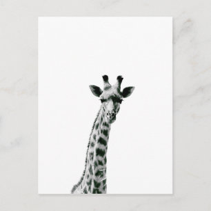 Cartão Postal Giraffe Black and White