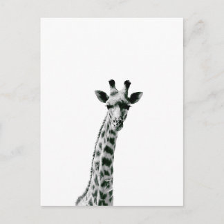 Cartão Postal Giraffe Black and White