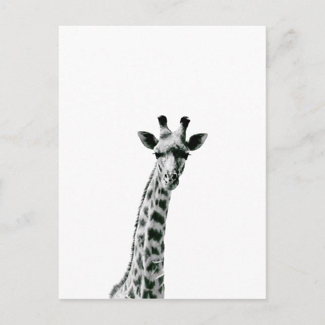 Cartão Postal Giraffe Black and White (Frente)