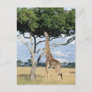 Cartão Postal Giraffe comendo