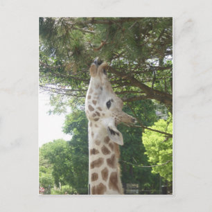 Cartão Postal Giraffe Eating Leaf