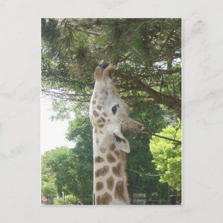 Cartão Postal Giraffe Eating Leaf