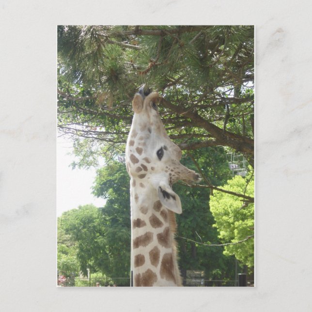 Cartão Postal Giraffe Eating Leaf (Frente)