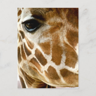 Cartão Postal Giraffe Face Closeup | Foto Natureza de Animais Se