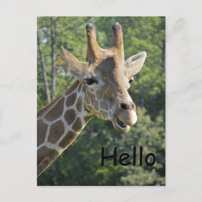 Cartão Postal Giraffe Friendly Hello (Frente)