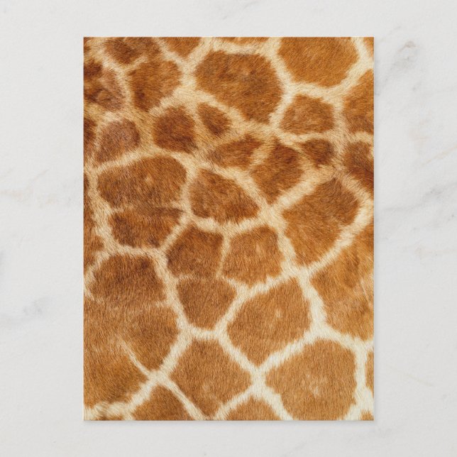 Cartão Postal Giraffe fur Impressão (Frente)