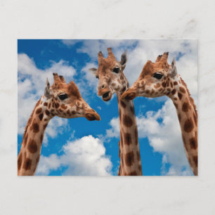 Cartão Postal Giraffe Gossip Girls