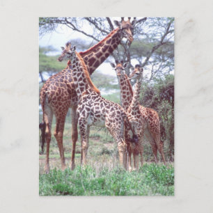 Cartão Postal Giraffe Group ou Herd w/ Young, Giraffa