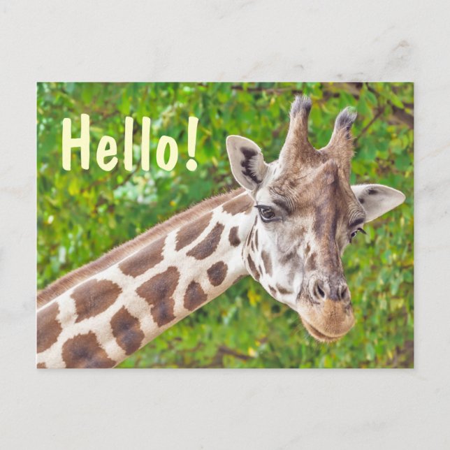 Cartão Postal Giraffe Hello (Frente)