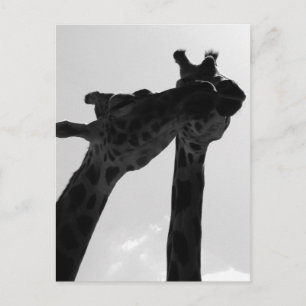 Cartão Postal Giraffe Love