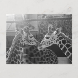 Cartão Postal Giraffe Love