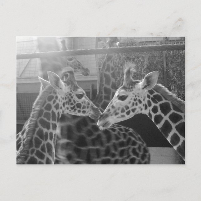 Cartão Postal Giraffe Love (Frente)