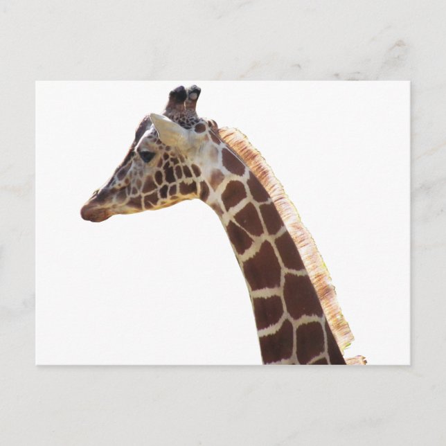 Cartão Postal Giraffe Neck e Head (Frente)