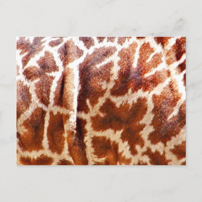 Cartão Postal Giraffe Skin_ (Frente)