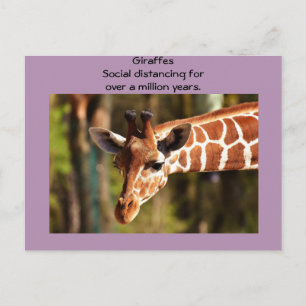 Cartão Postal Giraffe Social Distanciando Seis Pés de Funnycomb