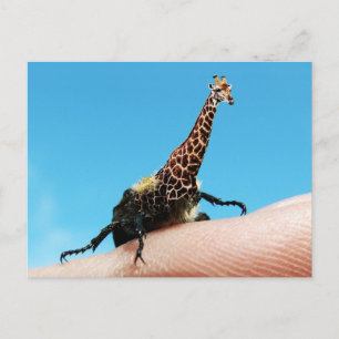 Cartão postal Giraffebesle