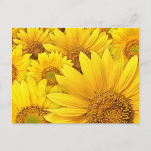 Cartão Postal Girassóis Amarelos