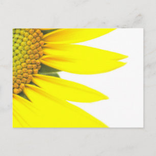 Cartão Postal Girassóis da primavera