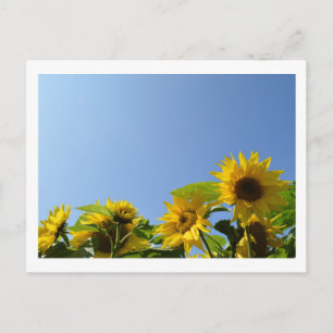Cartão Postal Girassóis e Sunshine