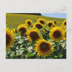 Cartão Postal Girassóis_Girassóis2