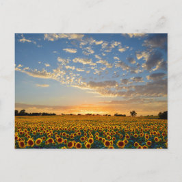 Cartão Postal Girassóis no Sunset