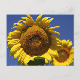 Cartão Postal Girassol