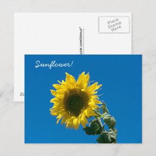 Cartão postal - Girassol!