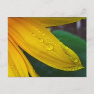 Cartão Postal Girassol