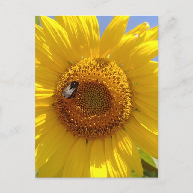 Cartão Postal Girassol Amarelo (Frente)