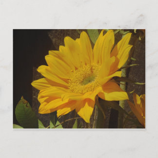 Cartão Postal Girassol Amarelo