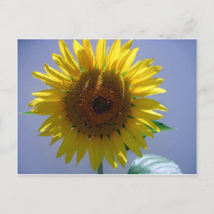Cartão Postal Girassol Amarelo
