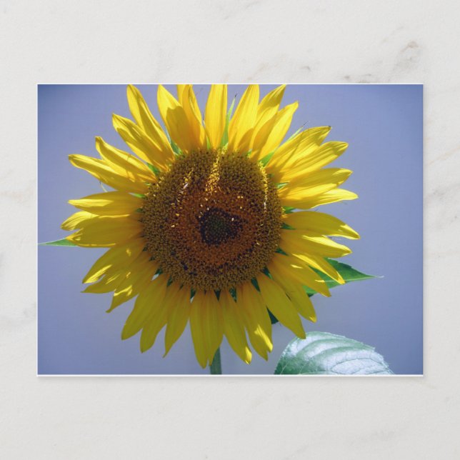 Cartão Postal Girassol Amarelo (Frente)