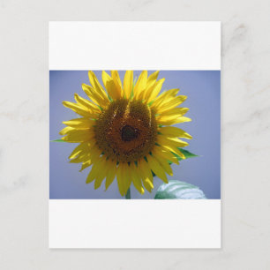 Cartão Postal Girassol Amarelo
