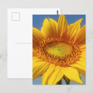 Cartão Postal Girassol Amarelo