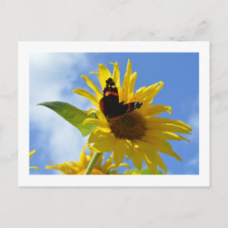 Cartão Postal Girassol Amarelo e Borboleta Almirante Vermelha