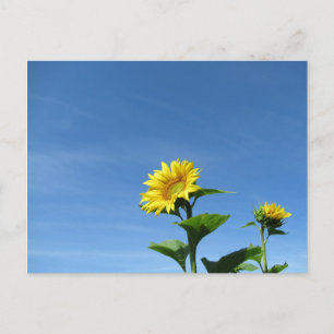 Cartão Postal Girassol Amarelo e céu azul